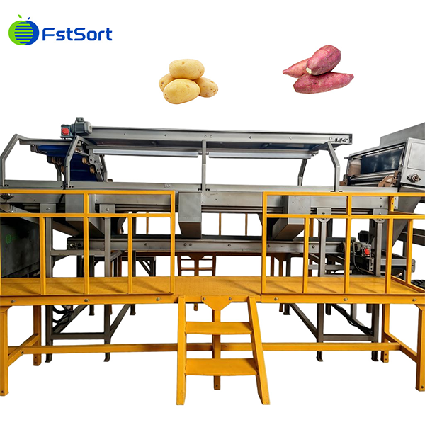 Advanced Sweet Potato Washing Roller Sorting Machine high quality