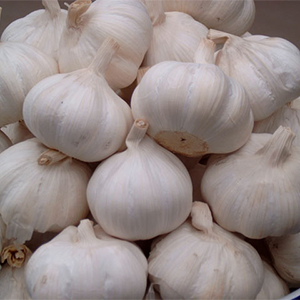 FstSort biedt folsleine oplossing foar knoflookferwurking foar klant yn Marokko